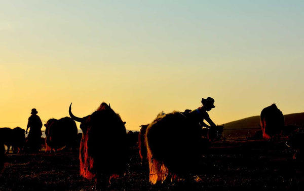 Xining to Lanzhou Tour